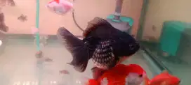 Ikan koki oranda