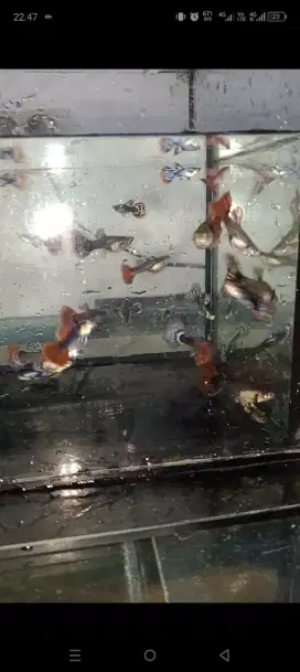 Ikan guppy hias aquarium