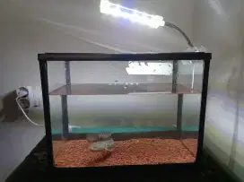 IKAN CHANA ASIATIKA & AQUARIUM + lampu