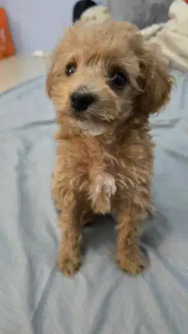 TOY POODLE FAWN MALE