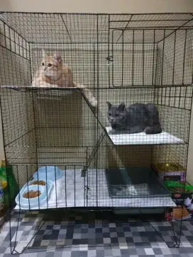 Kandang kucing baru COD