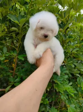 Puppy Bichon Frise