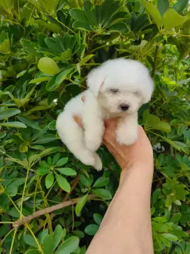 Puppy Bichon Frise