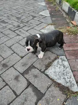 American Bully Puppy