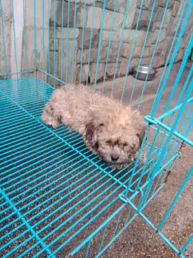 Toy Poodle Jantan