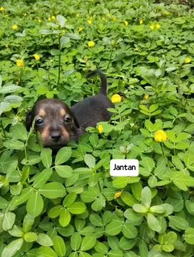 Anak anjing puppies mix maltese + tekel dachshund sosis