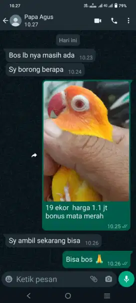 Burung lb latino mata merah