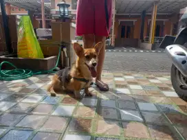 CORGI BETINA ( Calon Indukan )