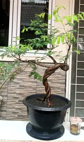 Bonsai asem jawa