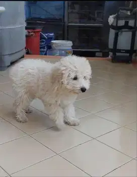 Dijual murah puppy poodle putih white fawn jantan betina cowok cewek