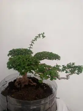 Tanaman hias Bonsai