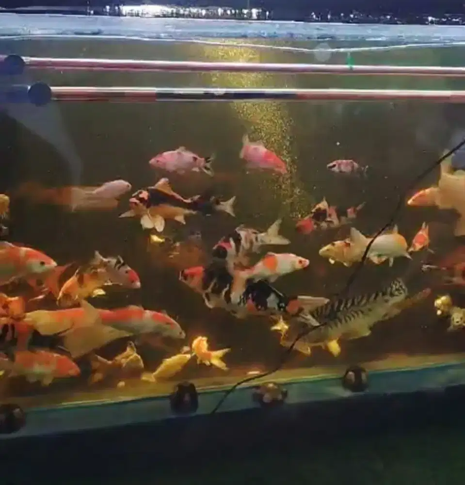 Jual Ikan Koi Berbagai Jenis