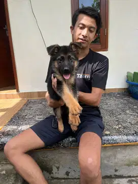 Herder (gsd) betina 2bulan