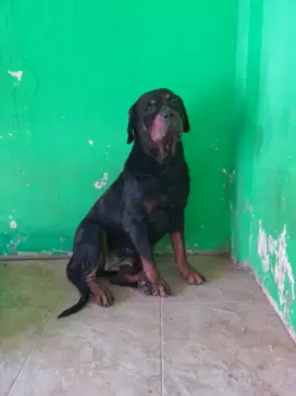 Anjing Rottweiler betina