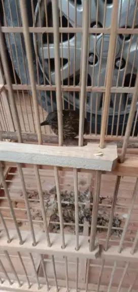 Jual burung siri2 kecil sdh bunyi