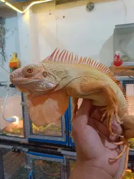 iguana red albino size juve