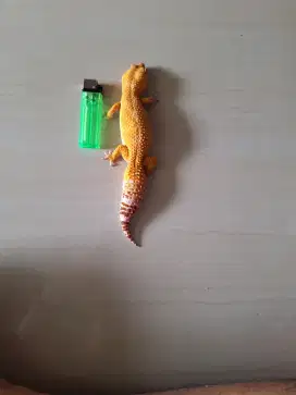 Gecko yeloow dewasa