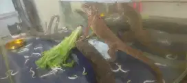 Red Iguana Muda Cocok utk Peliharaan di Rumah