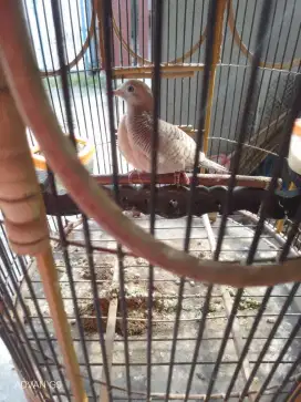 Burung Perkutut Silver Udan Mas Rajin Manggung