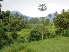 Tanah View Sawah Penebel Tabanan Bali