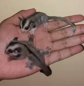 Sugar glider betina moza het leu dan grey het leu