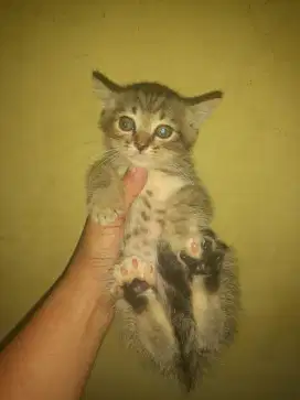 Open adop kitten persia medium cowok marble 1 bulan setengah minat wA