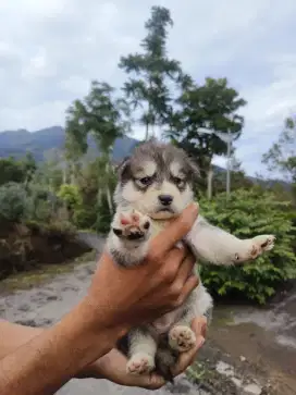 Jual husky betina