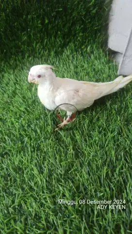 FALK ALBINO MATA MERAH BANTU LOLOH