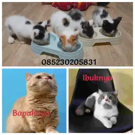 4 kitten bsh long