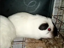 Guinea pig white california