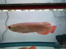 Arwana Super Red 27 Cm