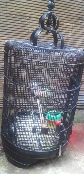 Burung perkutut lokal udah rajin bunyi,jual full set