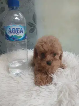 STANBUM ANJING TOY POODLE SISA BETINA
