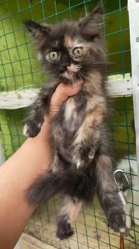 persia medium kitten betina