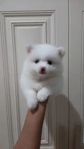 Minipom betina cantik