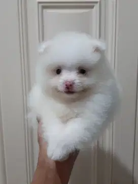 Minipom betina red nose