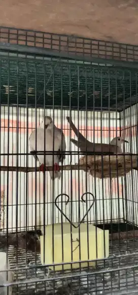 Jual burung puter sepasang