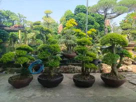 Pohon bonsai legistrum