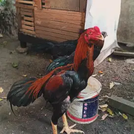 AYAM MANGON MASI MUDA