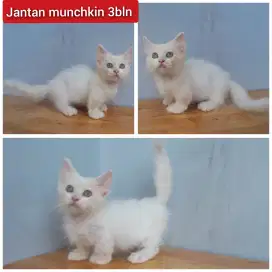 Lepas adopsi kucing persia munchkin cebol jantan