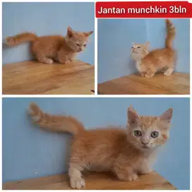 Lepas adopsi kucing persia munchkin cebol jantan