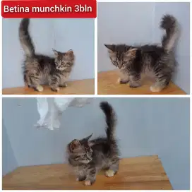 Lepas adopsi kucing persia munchkin cebol betina 3bln