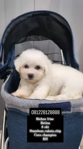 Bichon Frise murah