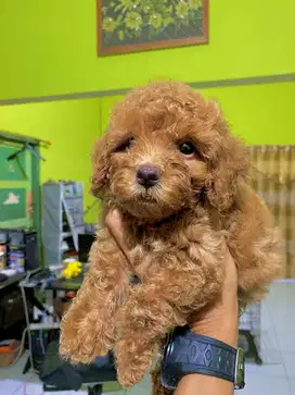 PUPPY POODLE APRICOT UMUR 2 BULAN