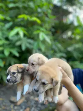 Dijual anak anjing golden mix