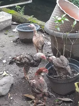 Jual cpt 4 anak ayam bangkok turunan bagus/ besar