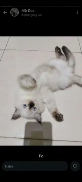 anak kucing Himalaya