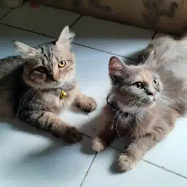 kucing persia dan himalaya