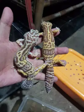 Leopard Gecko sepasang indukan