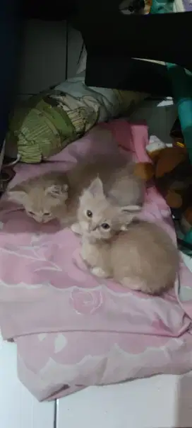 Anak kucing Kitten persia x ragdoll gemoy